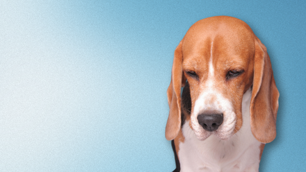 Sad dog banner